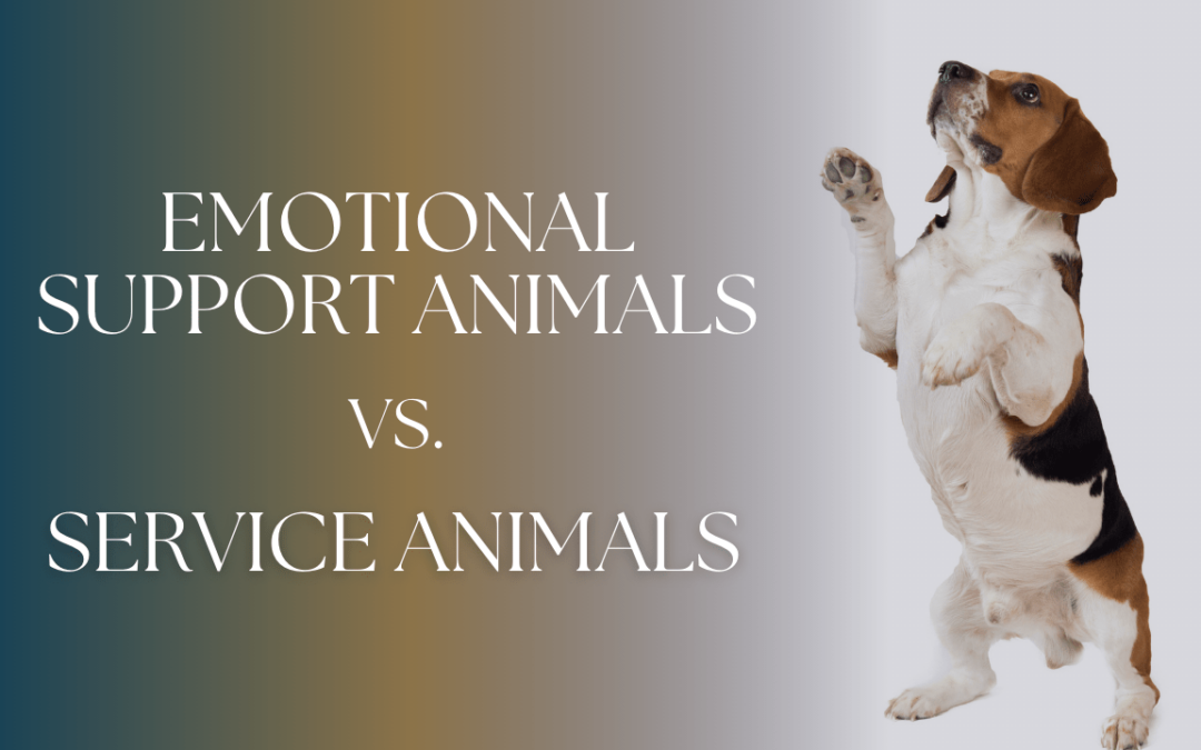 Emotional Support Animals vs. Service Animals: Know the Difference